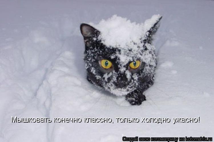 Мышковать конечно классно, только холодно ужасно!... Котоматрица: Мышковать конечно классно, только холодно ужасно!