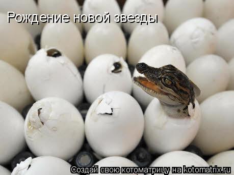 Рождение новой звезды... Котоматрица: Рождение новой звезды