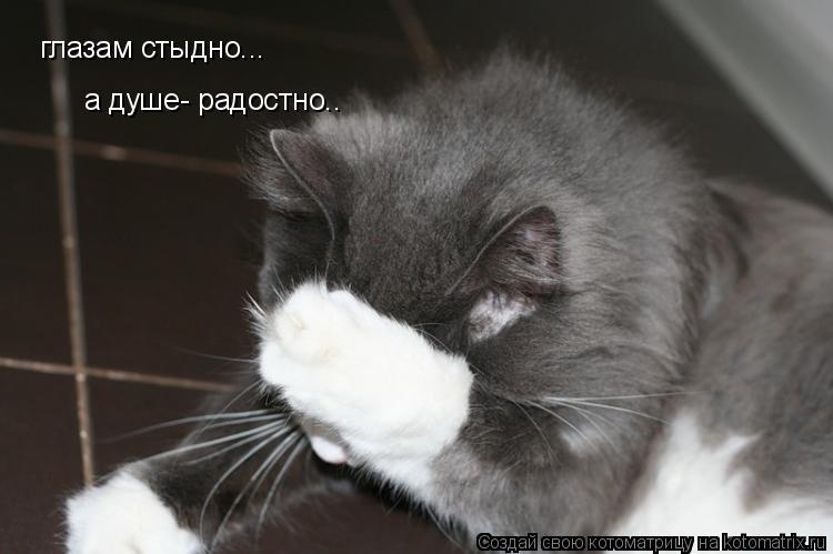 глазам стыдно... глазам стыдно... а душе- радостно.. а душе- радостно..... Котоматрица: глазам стыдно... глазам стыдно... а душе- радостно.. а душе- радостно..