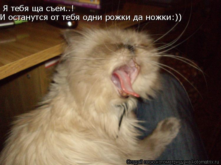 Я тебя ща съем..! И останутся от тебя одни рожки да ножки:))... Котоматрица: Я тебя ща съем..! И останутся от тебя одни рожки да ножки:))