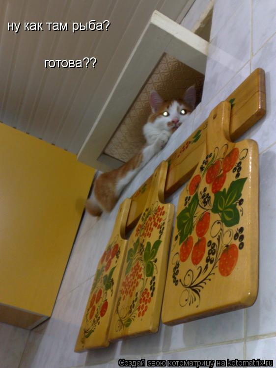 ну как там рыба? готова??... Котоматрица: ну как там рыба? готова??