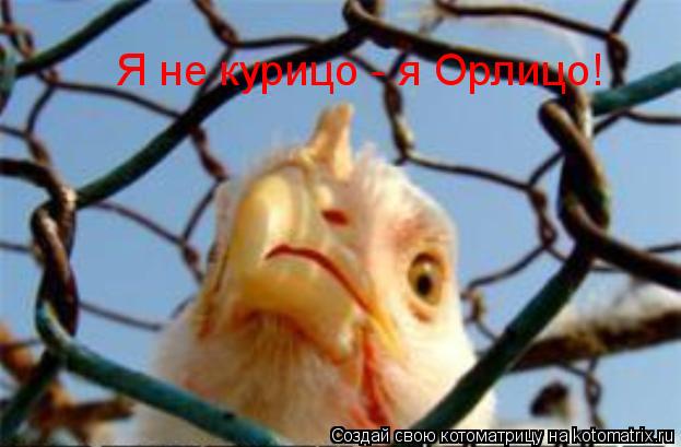 Я не курицо - я Орлицо!... Котоматрица: Я не курицо - я Орлицо!