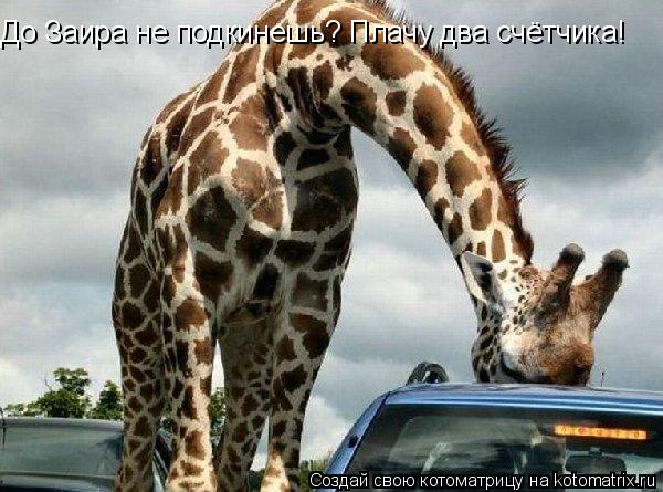 До Заира не подкинешь? Плачу два счётчика!... Котоматрица: До Заира не подкинешь? Плачу два счётчика!