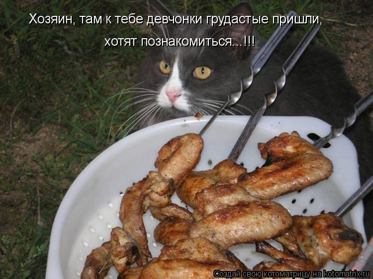 Хозяин, там к тебе девчонки грудастые пришли, хотят познакомиться...!!!... Котоматрица: Хозяин, там к тебе девчонки грудастые пришли, хотят познакомиться...!!!