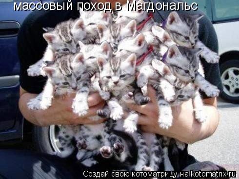 массовый поход в Магдональс... Котоматрица: массовый поход в Магдональс
