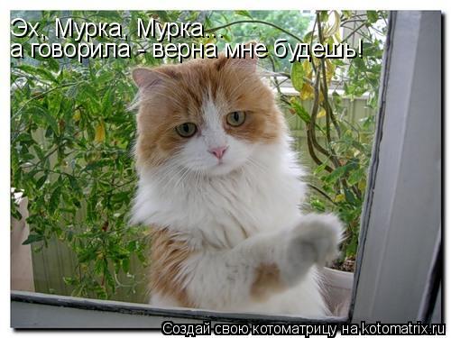 Эх, Мурка, Мурка... а говорила - верна мне будешь!... Котоматрица: Эх, Мурка, Мурка... а говорила - верна мне будешь!