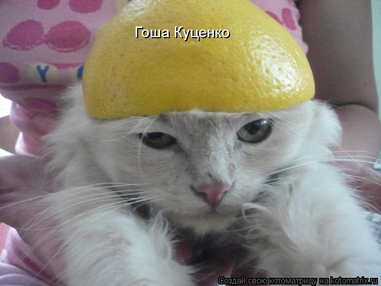 Гоша Куценко... Котоматрица: Гоша Куценко