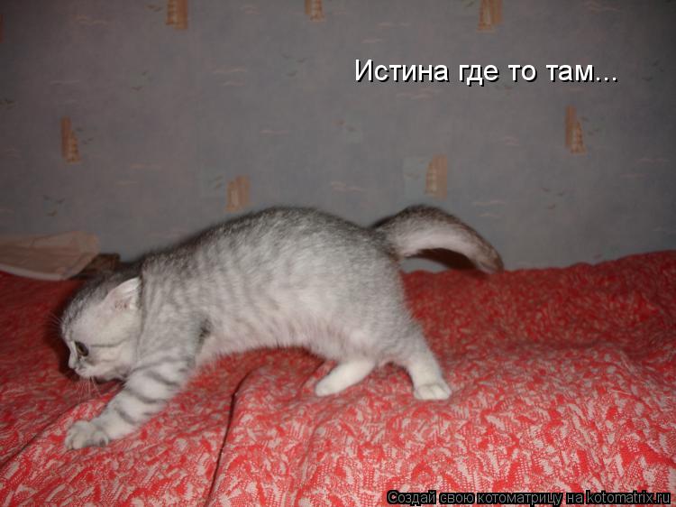 Истина где то там...... Котоматрица: Истина где то там...