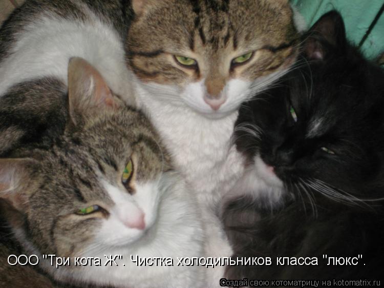 ООО "Три кота Ж". Чистка холодильников класса "люкс".... Котоматрица: ООО "Три кота Ж". Чистка холодильников класса "люкс".