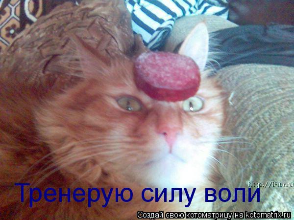Тренерую силу воли... Котоматрица: Тренерую силу воли