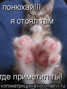 понюхай!!! я стоял там где приметил ты!... Котоматрица: понюхай!!! я стоял там где приметил ты!