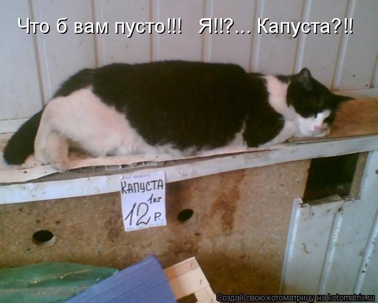 Что б вам пусто!!! Я!!?... Капуста?!!... Котоматрица: Что б вам пусто!!! Я!!?... Капуста?!!