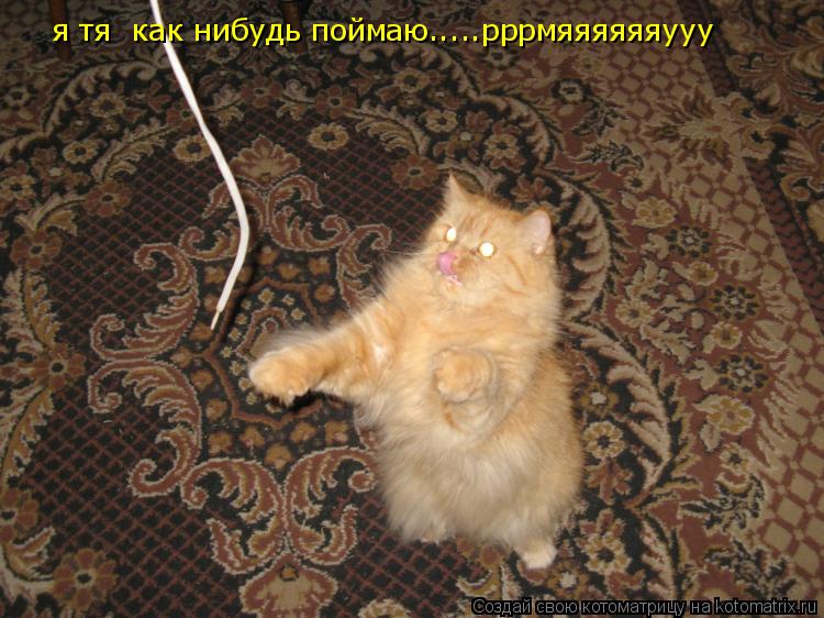 я тя как нибудь поймаю.....рррмяяяяяяууу... Котоматрица: я тя как нибудь поймаю.....рррмяяяяяяууу