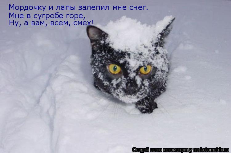Мордочку и лапы залепил мне снег. Мне в сугробе горе, Ну, а вам, всем, смех!... Котоматрица: Мордочку и лапы залепил мне снег. Мне в сугробе горе, Ну, а вам, всем, смех!