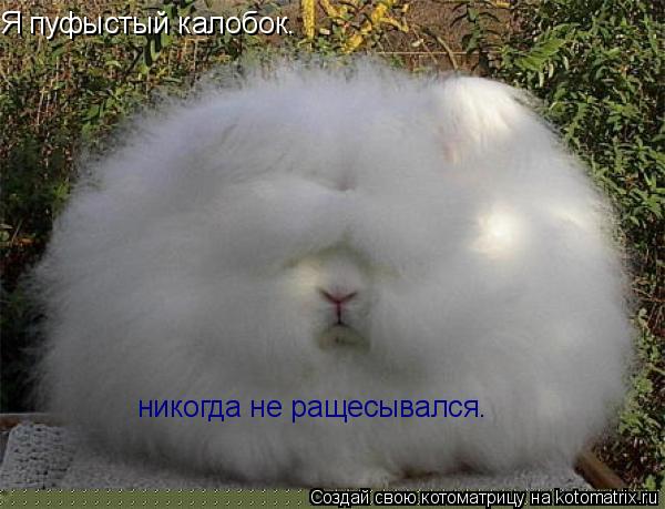 Я пуфыстый калобок. никогда не ращесывался.... Котоматрица: Я пуфыстый калобок. никогда не ращесывался.