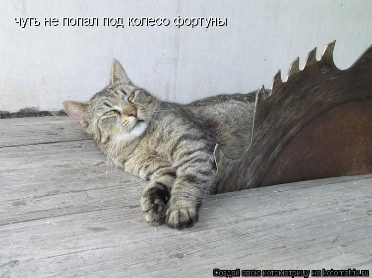 чуть не попал под колесо фортуны... Котоматрица: чуть не попал под колесо фортуны