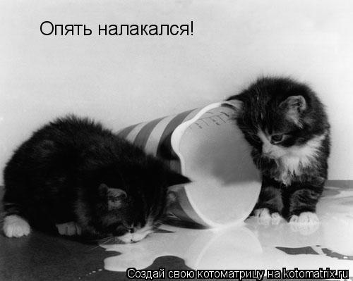 Опять налакался!... Котоматрица: Опять налакался!