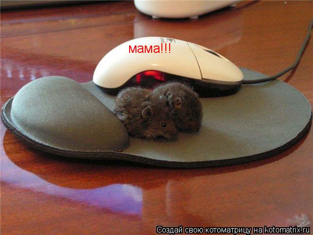 мама!!!... Котоматрица: мама!!!