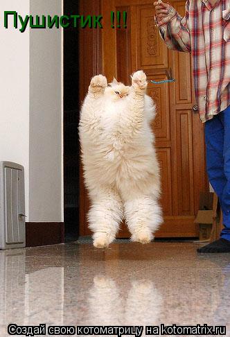 Пушистик !!!... Котоматрица: Пушистик !!!