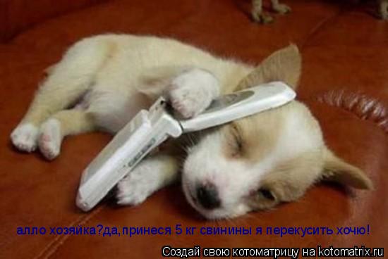 алло хозяйка?да,принеся 5 кг свинины я перекусить хочю!... Котоматрица: алло хозяйка?да,принеся 5 кг свинины я перекусить хочю!