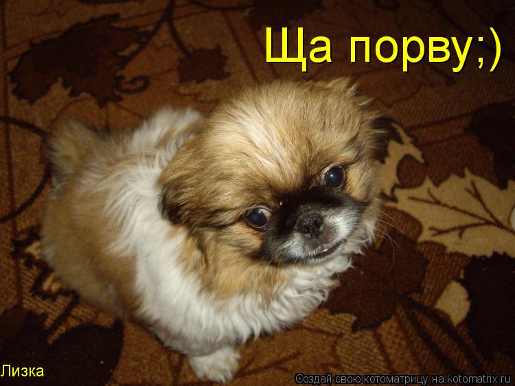 Ща порву;) Лизка... Котоматрица: Ща порву;) Лизка