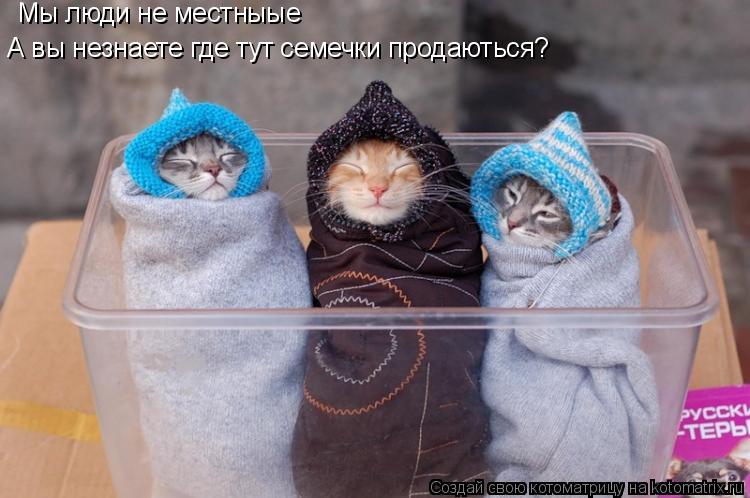 Мы люди не местныые А вы незнаете где тут семечки продаються?... Котоматрица: Мы люди не местныые А вы незнаете где тут семечки продаються?