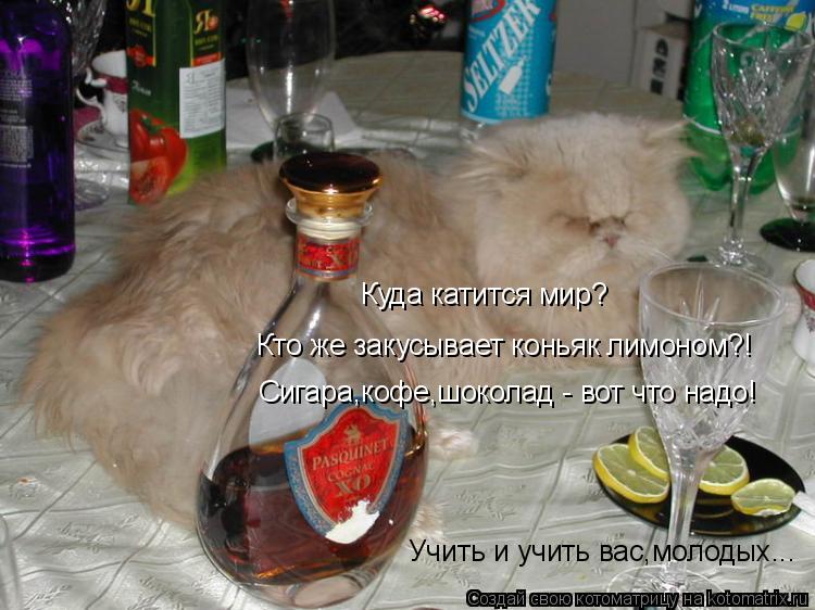 Куда катится мир? Учить и учить вас,молодых... Кто же закусывает коньяк лимоном?! Сигара,кофе,шоколад... Котоматрица: Куда катится мир? Учить и учить вас,молодых... Кто же закусывает коньяк лимоном?! Сигара,кофе,шоколад - вот что надо!