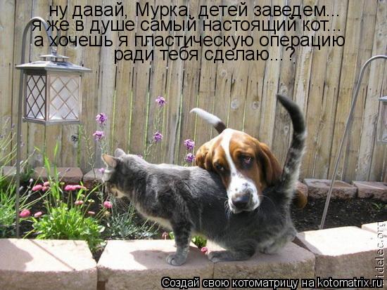 ну давай, Мурка, детей заведем... я же в душе самый настоящий кот... а хочешь я пластическую операцию... Котоматрица: ну давай, Мурка, детей заведем... я же в душе самый настоящий кот... а хочешь я пластическую операцию ради тебя сделаю...?