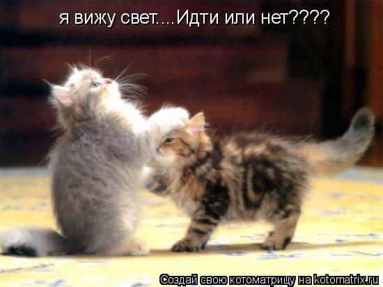 я вижу свет....Идти или нет????... Котоматрица: я вижу свет....Идти или нет????