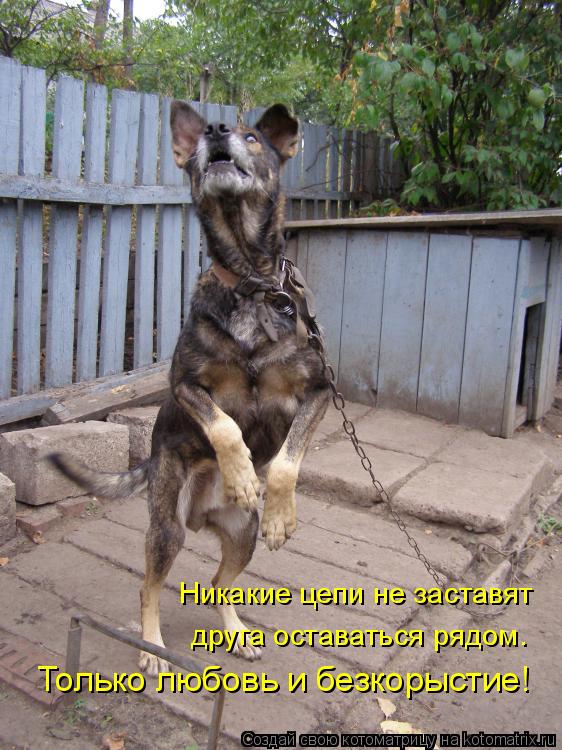 Только любовь и безкорыстие! Никакие цепи не заставят друга оставаться рядом.... Котоматрица: Только любовь и безкорыстие! Никакие цепи не заставят друга оставаться рядом.