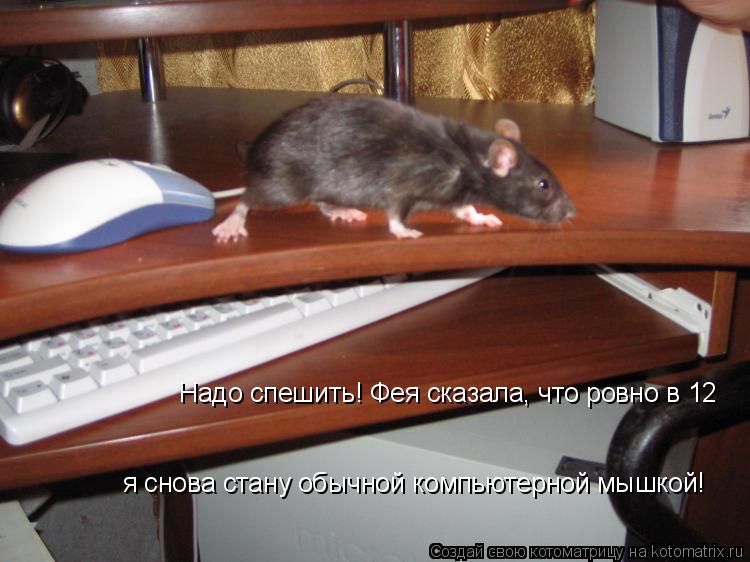 Надо спешить! Фея сказала, что ровно в 12 я снова стану обычной компьютерной мышкой!... Котоматрица: Надо спешить! Фея сказала, что ровно в 12 я снова стану обычной компьютерной мышкой!