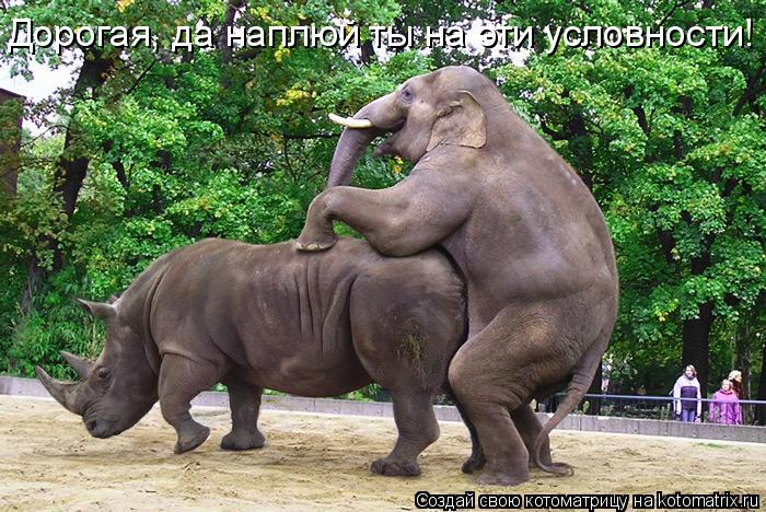 Дорогая, да наплюй ты на эти условности!... Котоматрица: Дорогая, да наплюй ты на эти условности!