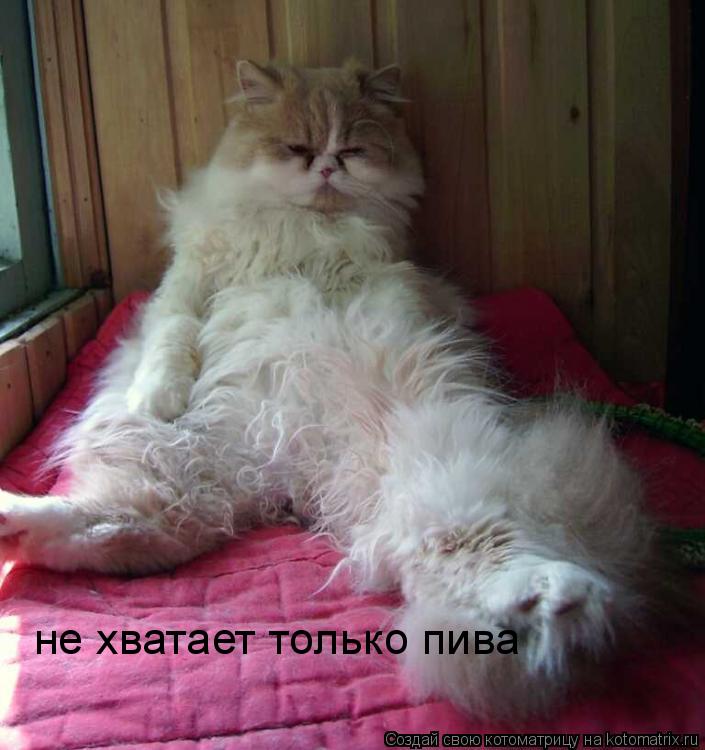 не хватает только пива... Котоматрица: не хватает только пива