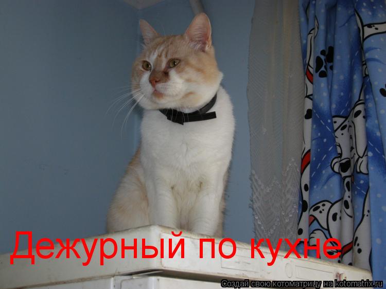 Дежурный по кухне... Котоматрица: Дежурный по кухне