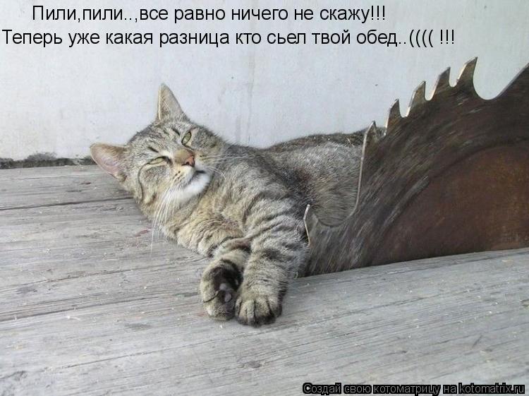 Пили,пили..,все равно ничего не скажу!!! Теперь уже какая разница кто сьел твой обед..(((( !!!... Котоматрица: Пили,пили..,все равно ничего не скажу!!! Теперь уже какая разница кто сьел твой обед..(((( !!!
