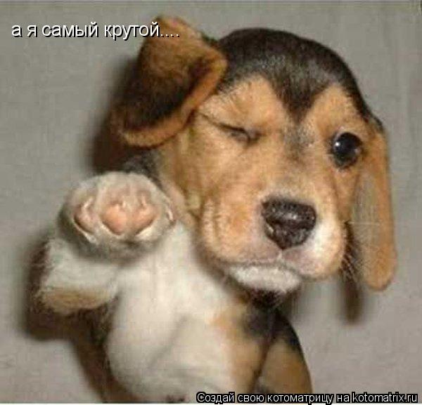 а я самый крутой....... Котоматрица: а я самый крутой....