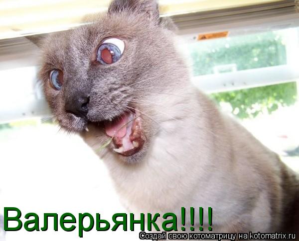 Валерьянка!!!!... Котоматрица: Валерьянка!!!!