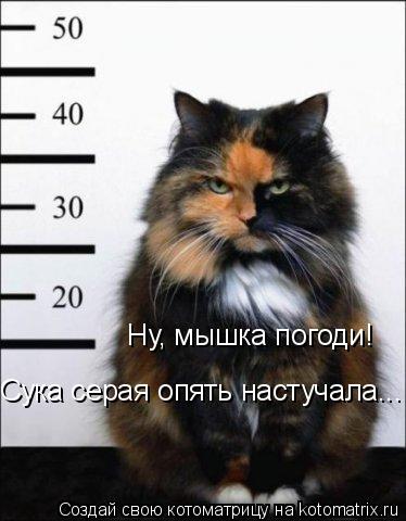 Ну, мышка погоди! Сука серая опять настучала...... Котоматрица: Ну, мышка погоди! Сука серая опять настучала...
