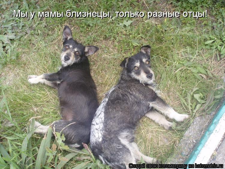 Мы у мамы близнецы, только разные отцы!... Котоматрица: Мы у мамы близнецы, только разные отцы!