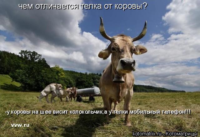 чем отличается телка от коровы? -у коровы на шее висит колокольчик,а у телки мобильный телефон!!!... Котоматрица: чем отличается телка от коровы? -у коровы на шее висит колокольчик,а у телки мобильный телефон!!!