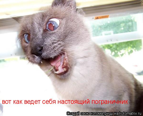 вот как ведет себя настоящий пограничник... Котоматрица: вот как ведет себя настоящий пограничник