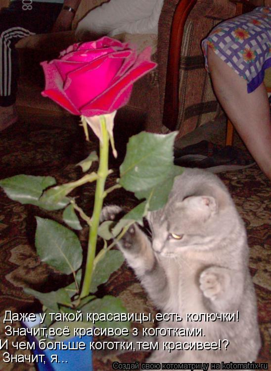 Даже у такой красавицы,есть колючки! Значит,всё красивое з коготками. И чем больше коготки,тем красив... Котоматрица: Даже у такой красавицы,есть колючки! Значит,всё красивое з коготками. И чем больше коготки,тем красивее!? Значит, я...