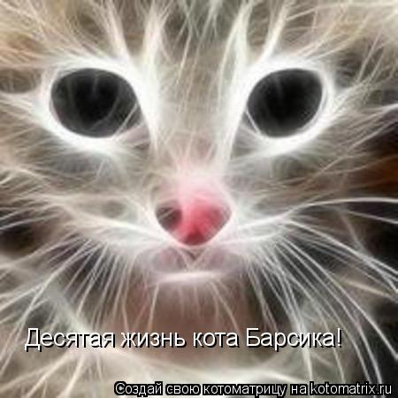 Десятая жизнь кота Барсика!... Котоматрица: Десятая жизнь кота Барсика!