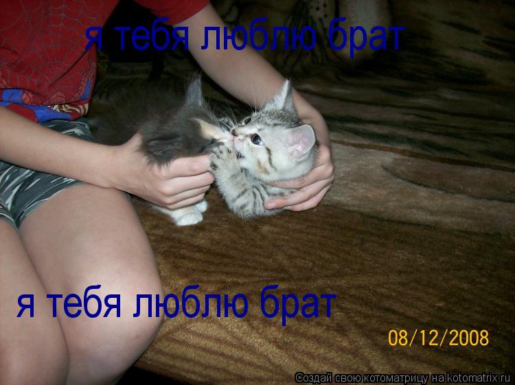 я тебя люблю брат я тебя люблю брат... Котоматрица: я тебя люблю брат я тебя люблю брат