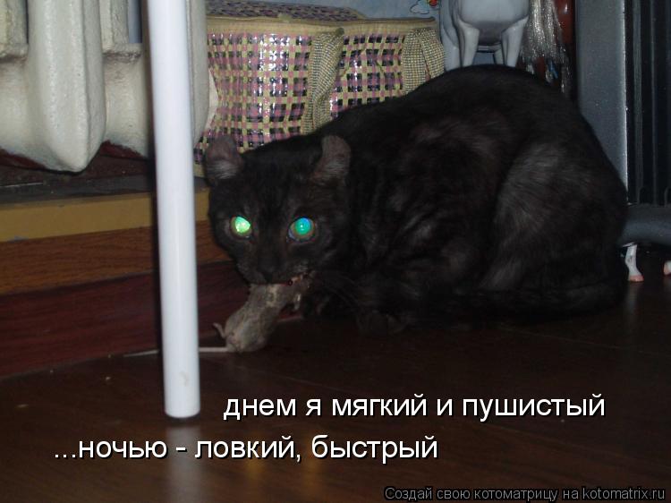 днем я мягкий и пушистый ...ночью - ловкий, быстрый... Котоматрица: днем я мягкий и пушистый ...ночью - ловкий, быстрый