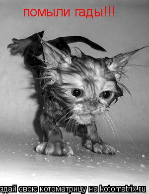 помыли гады!!!... Котоматрица: помыли гады!!!