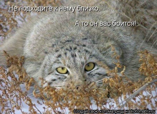 Не подходите к нему близко, А то он вас боится!... Котоматрица: Не подходите к нему близко, А то он вас боится!