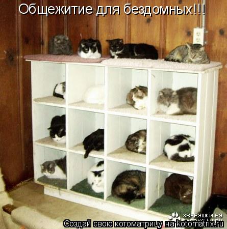 Общежитие для бездомных!!!... Котоматрица: Общежитие для бездомных!!!