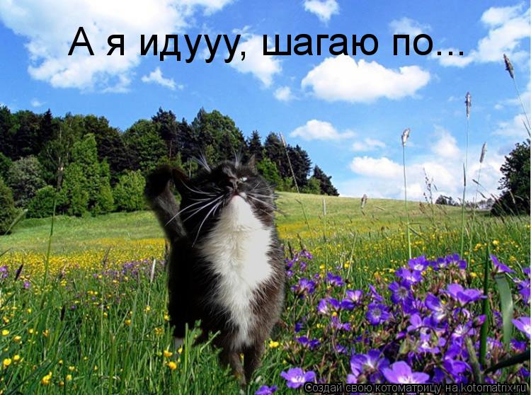 А я идууу, шагаю по...... Котоматрица: А я идууу, шагаю по...