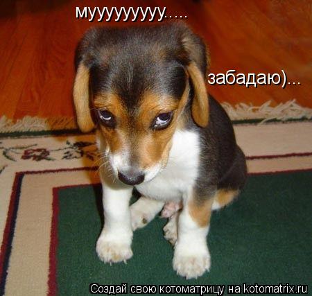 мууууууууу..... мууууууууу..... забадаю)...... Котоматрица: мууууууууу..... мууууууууу..... забадаю)...